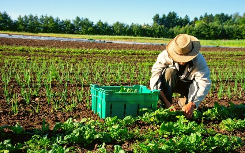 Person working in field - Are CSA boxes worth it?