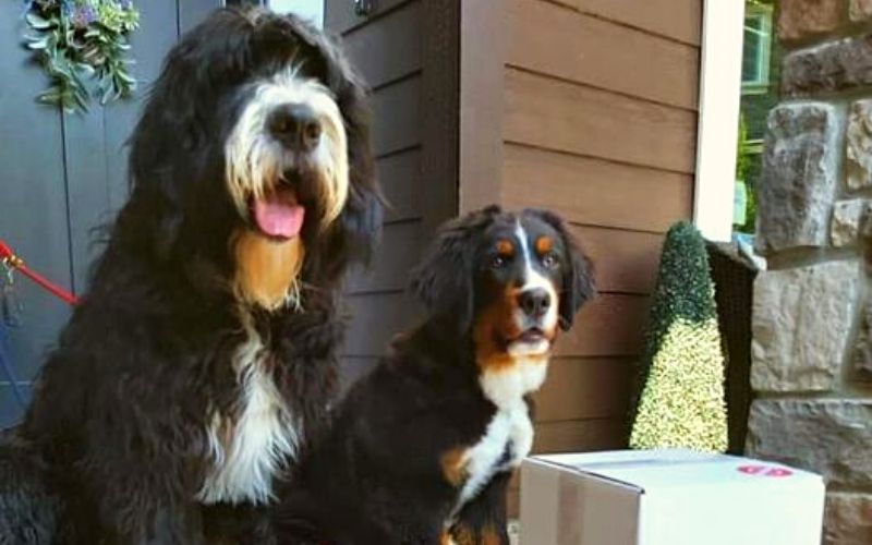Two happy plant-based dogs - Can dogs be plant-based?